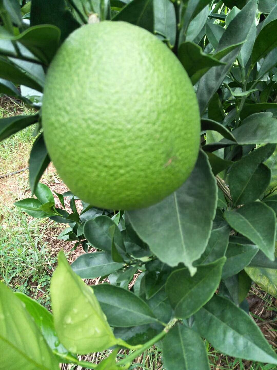 正宗信丰脐橙批发预定