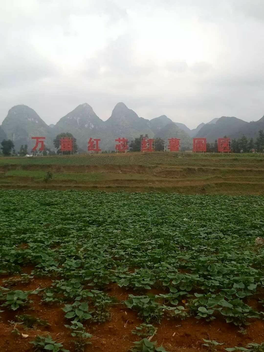 贵州紫云红芯薯