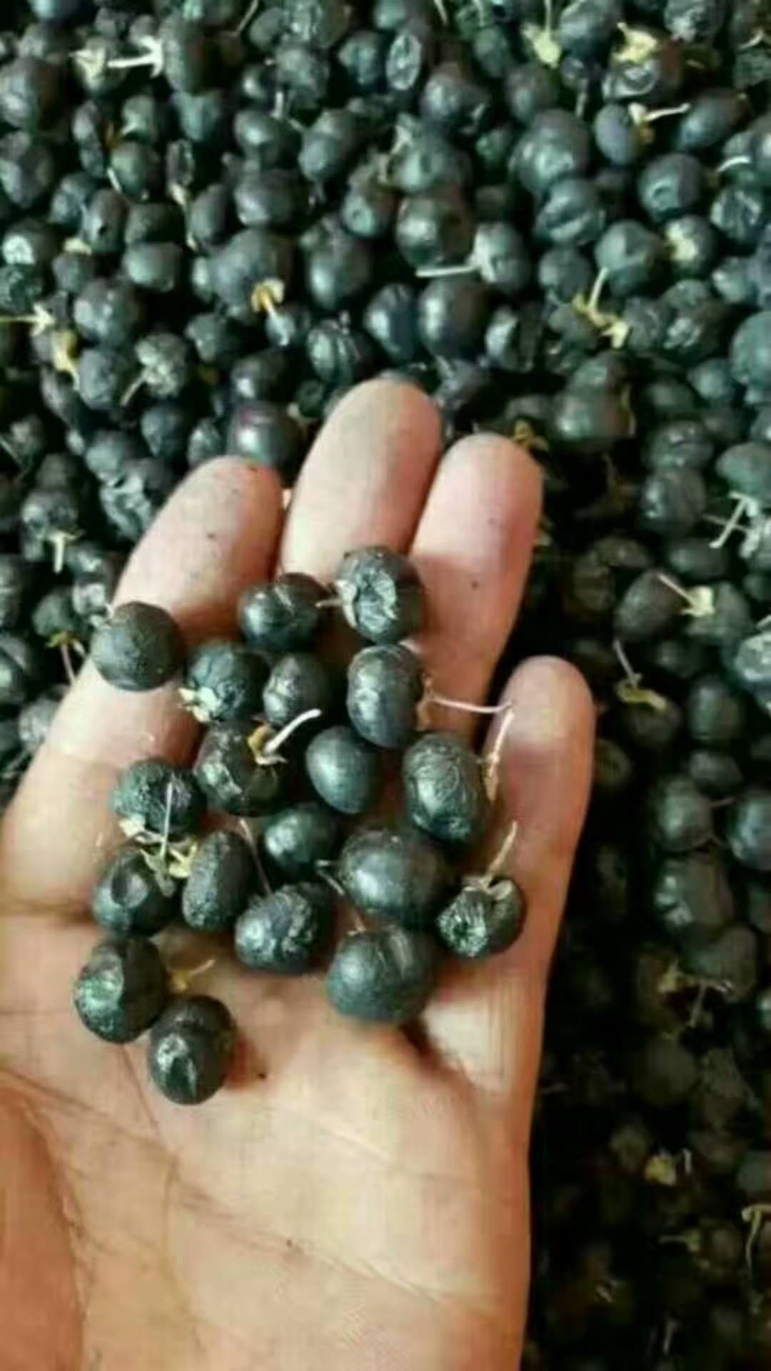 青海诺木洪黑枸杞寻找合作伙伴，自家采摘，质量保证。可一件代发