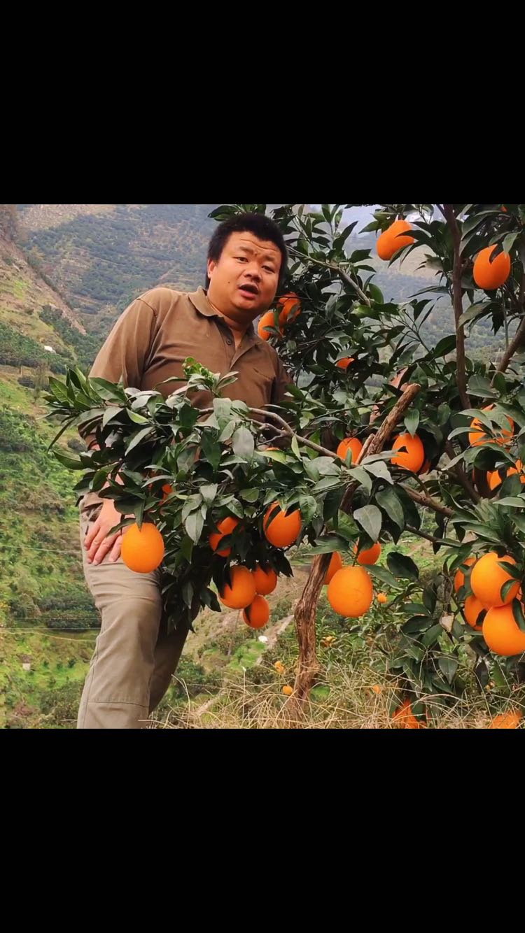 现摘现发的原生态水果 秭归脐橙 诚招全国代理