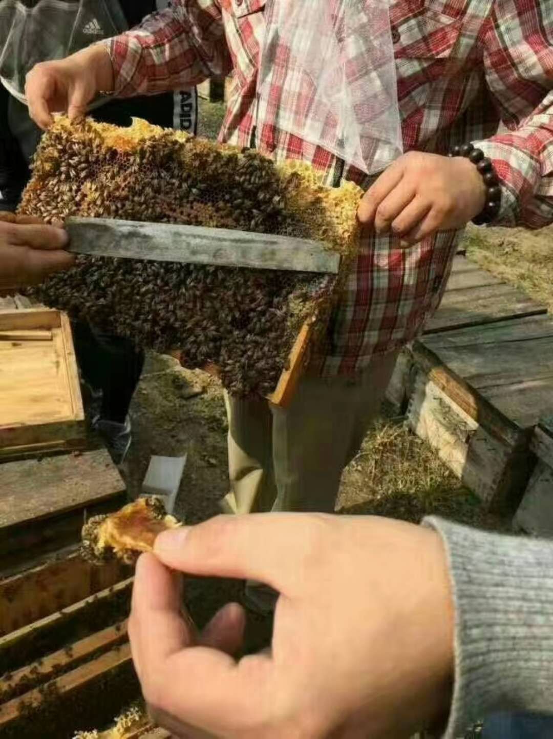 土蜂蜜零售一件代发