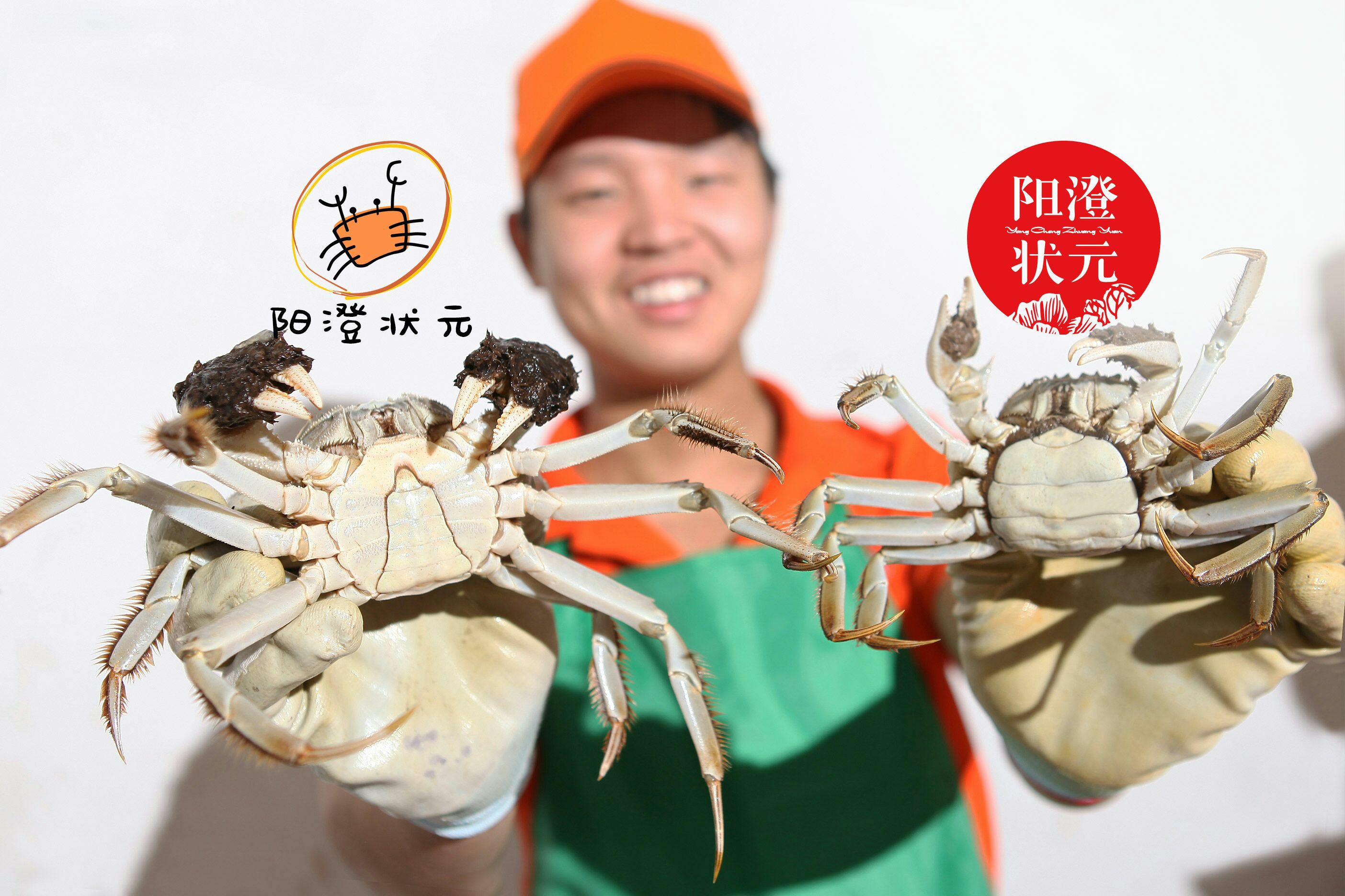 黑天鹅阳澄状元大闸蟹开始预售