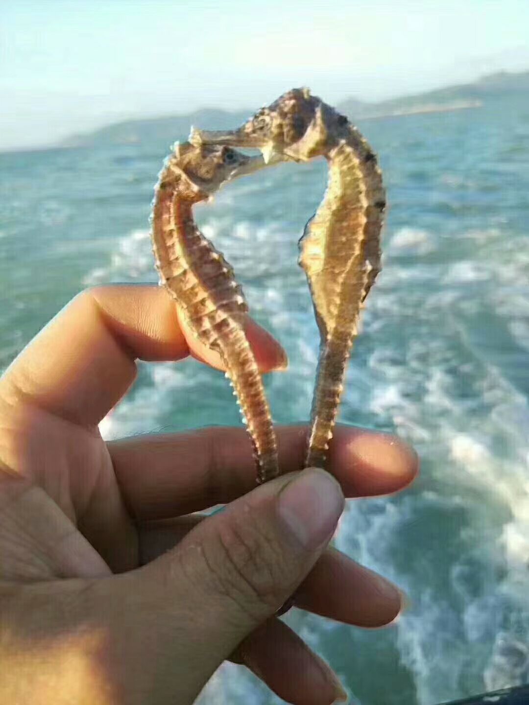 海鲜干货专卖店