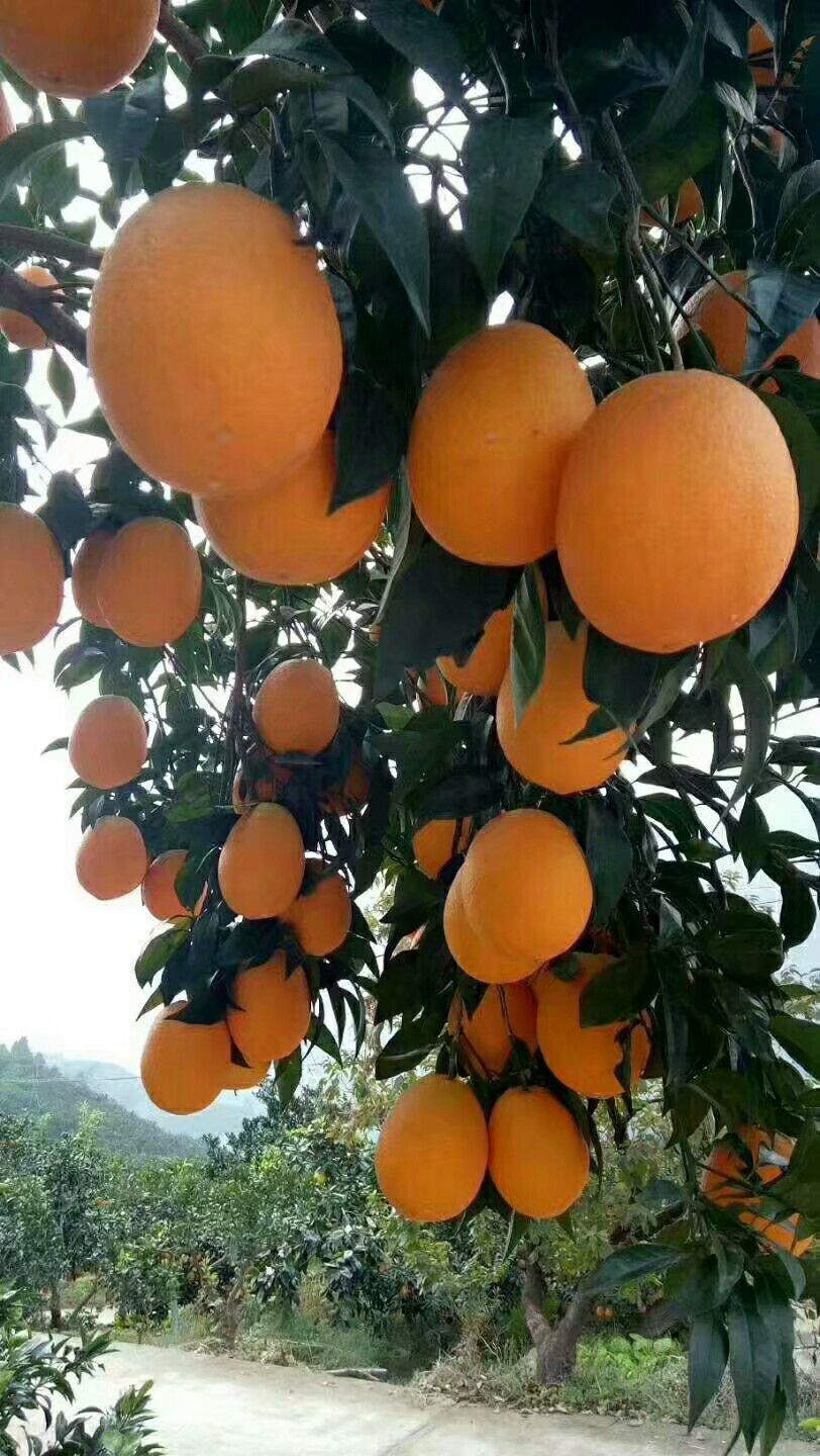 秭归挤橙来了