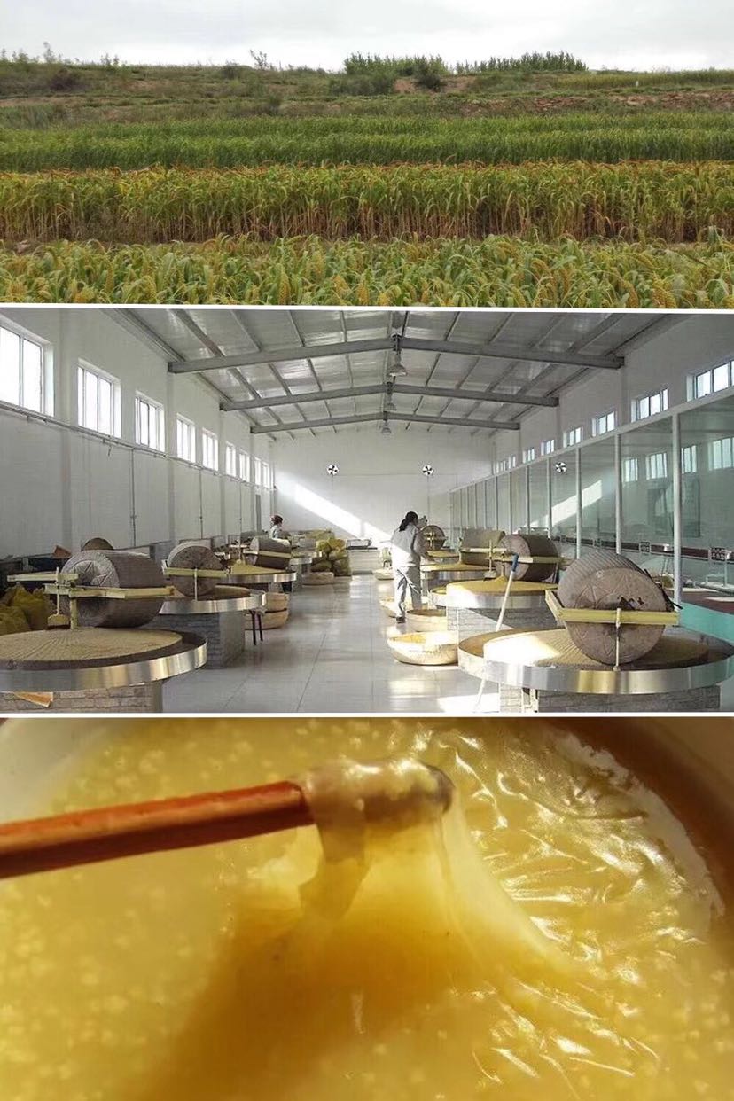 获泽谷成 山西小米 上百次弯腰只为一粒好米