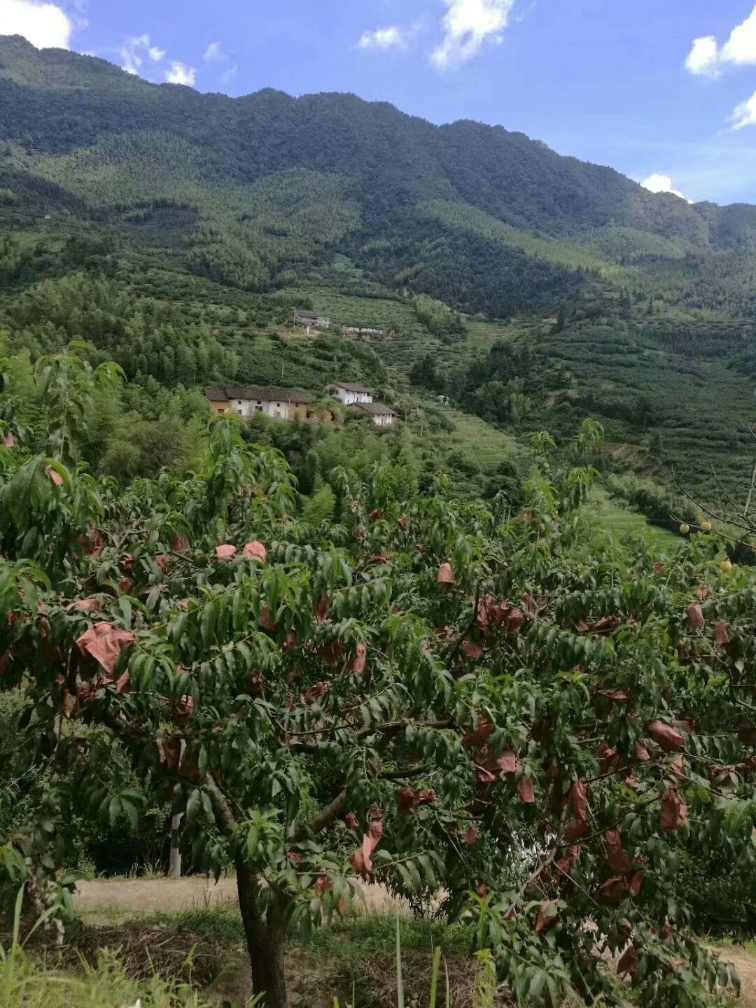 正宗炎陵高山黄桃