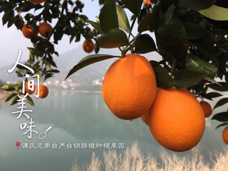 现摘现发的原生态水果 秭归脐橙 诚招全国代理