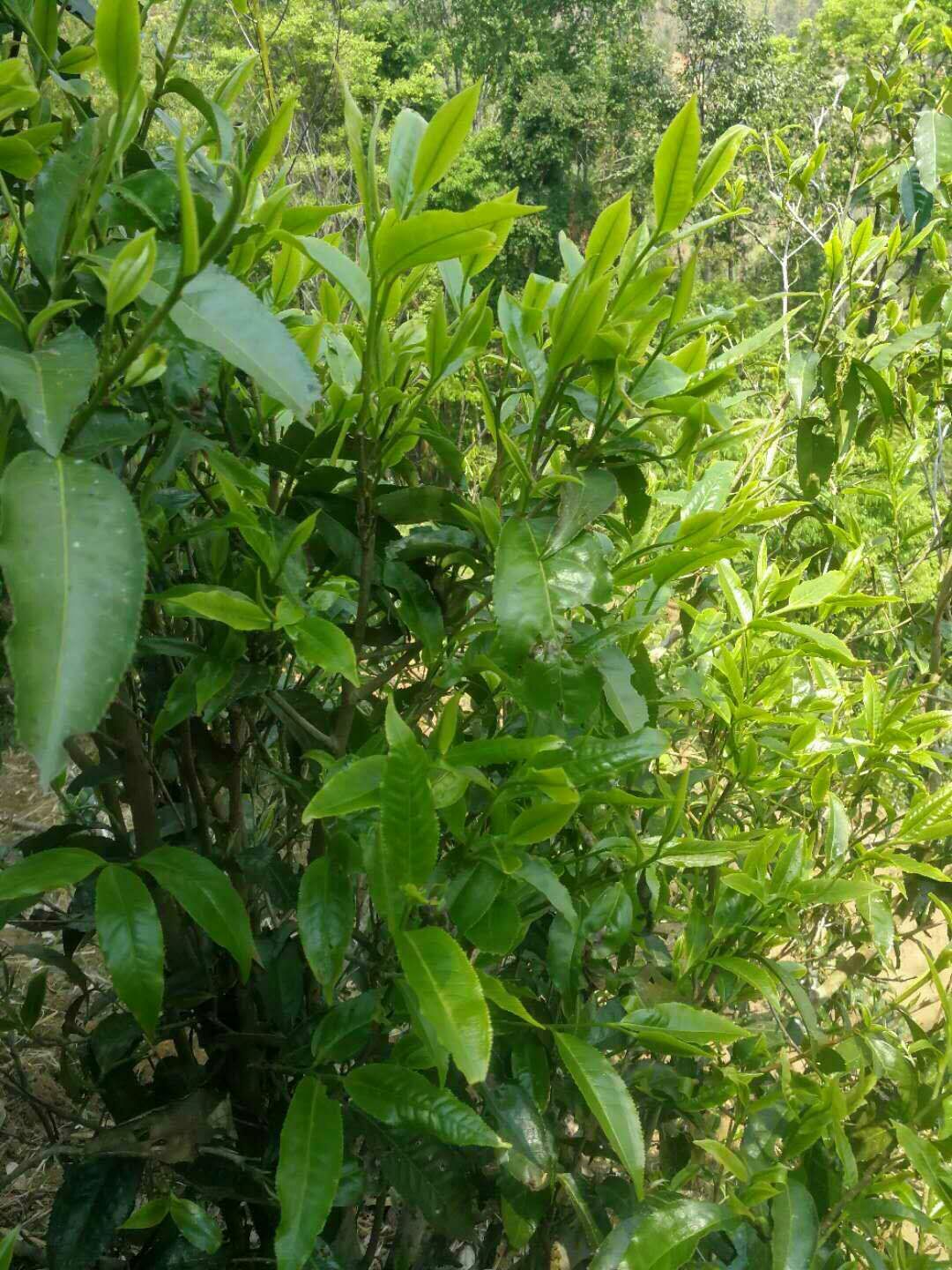 普洱的班章茶