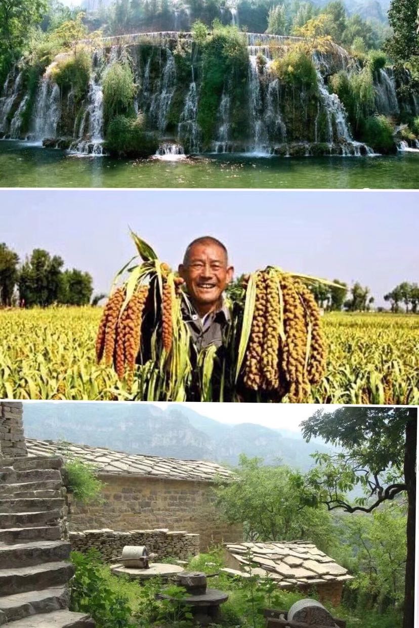 获泽谷成 山西小米 上百次弯腰只为一粒好米