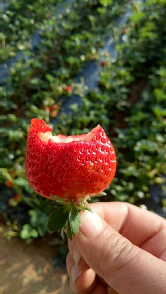 庄河步云山辛香草莓