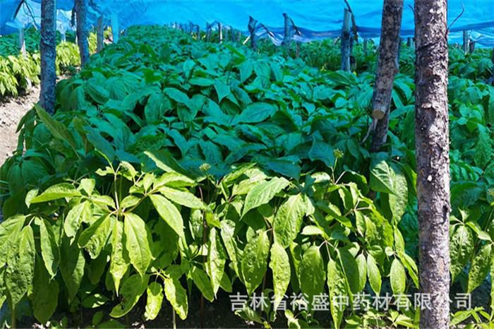 招代理，出售长白山人参，西洋参