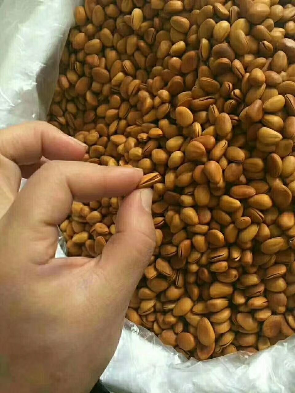 甘肃纯野生松子 好吃到爆了