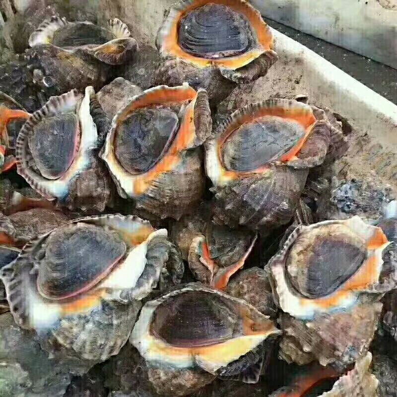 所有海鲜全是自家船上来的每天新鲜制作保证质量，