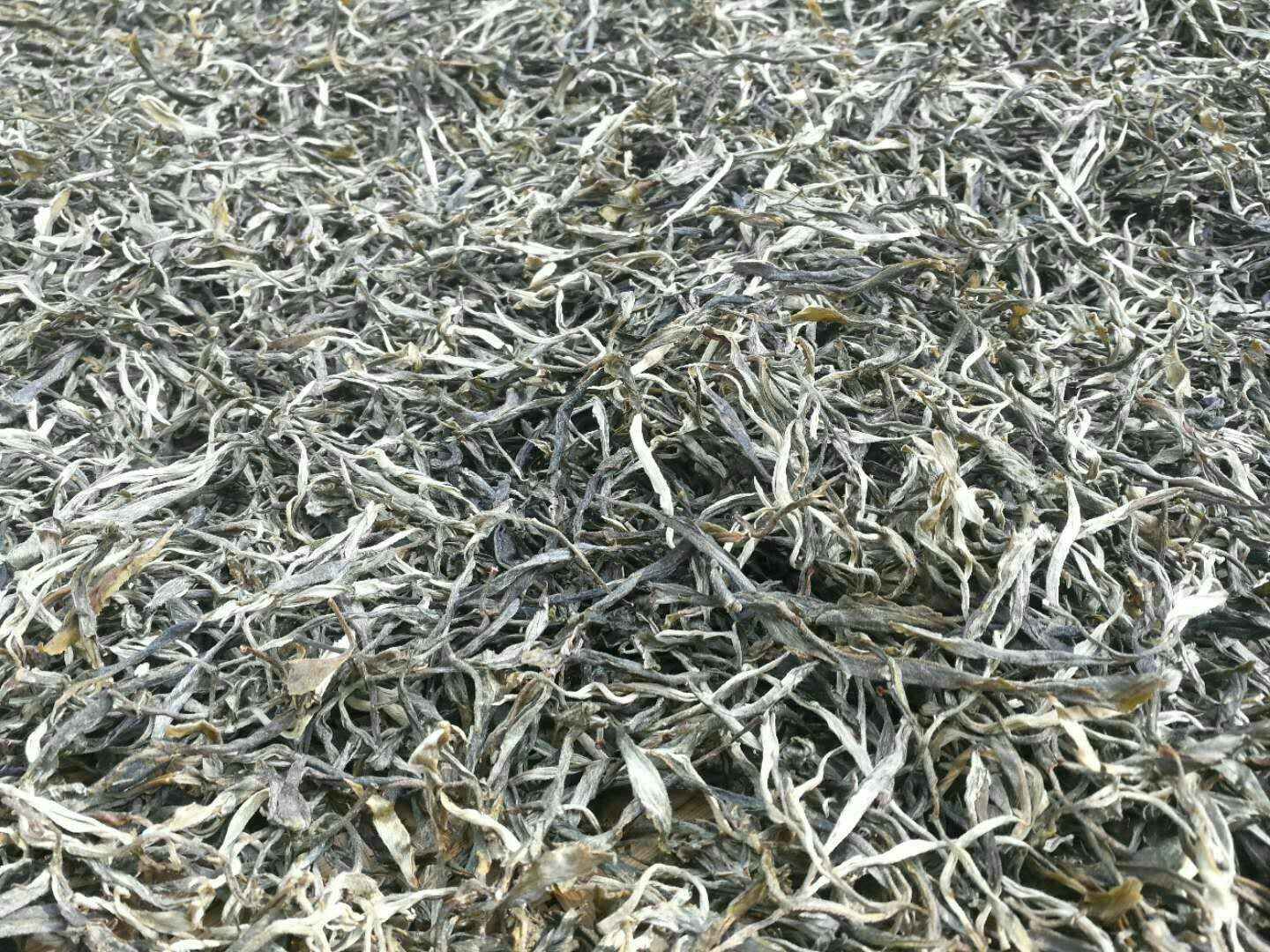 普洱的班章茶