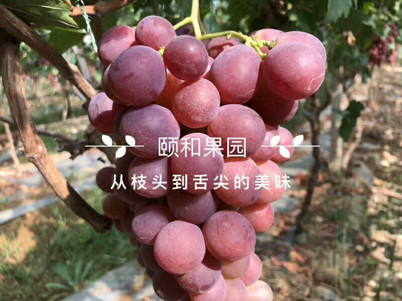 原生态新鲜水果，果园直发，无中间商，长期招代理