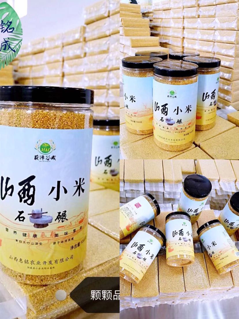 获泽谷成 山西小米 上百次弯腰只为一粒好米