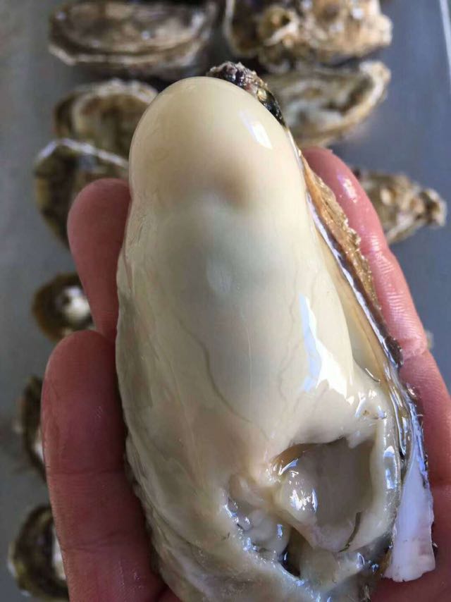 生蚝 牡蛎，养殖场一手货源批发零售