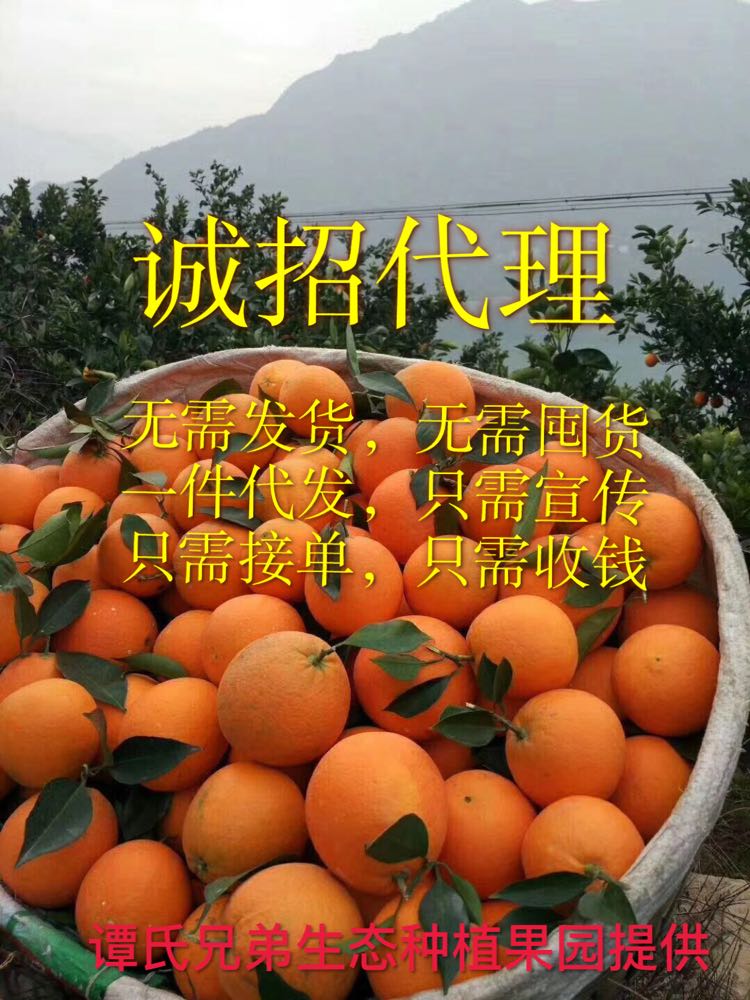 现摘现发的原生态水果 秭归脐橙 诚招全国代理