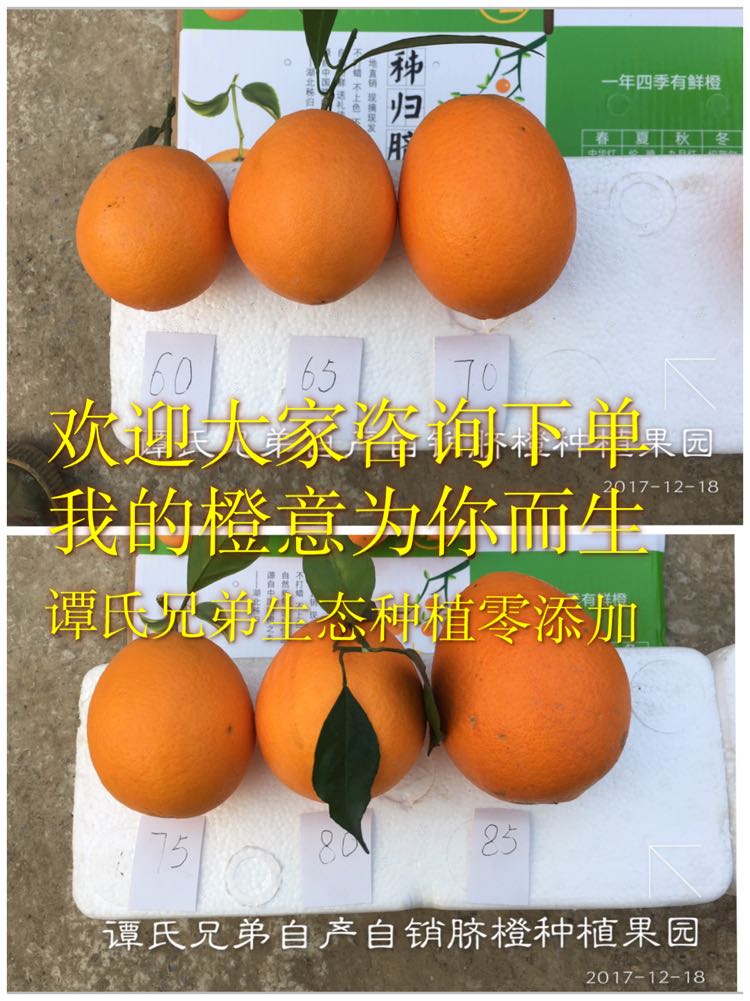现摘现发的原生态水果 秭归脐橙 诚招全国代理
