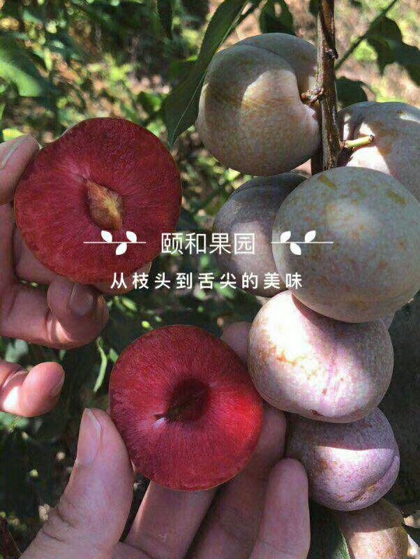 原生态新鲜水果，果园直发，无中间商，长期招代理