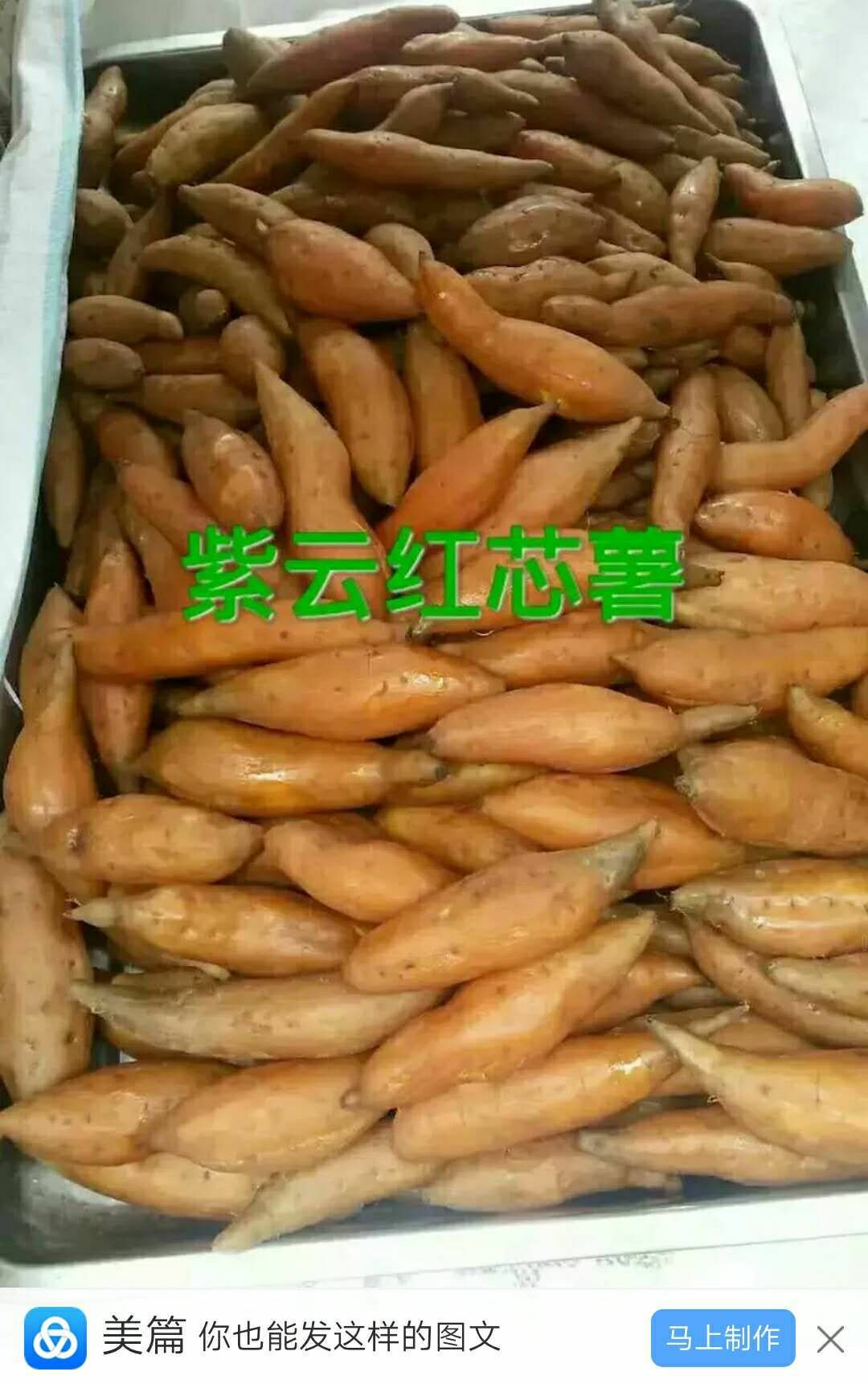 贵州紫云红芯薯