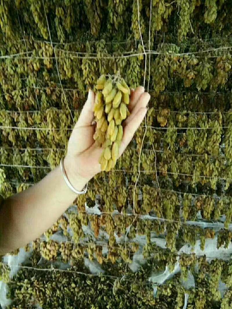 新疆特产吐鲁番葡萄干 纯天然无添加未加工