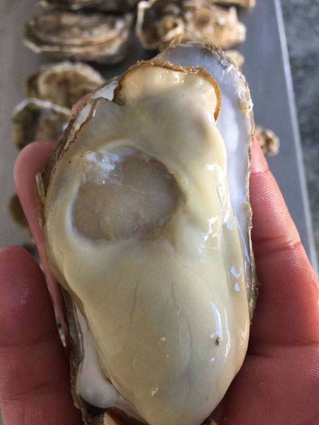 生蚝 牡蛎，养殖场一手货源批发零售