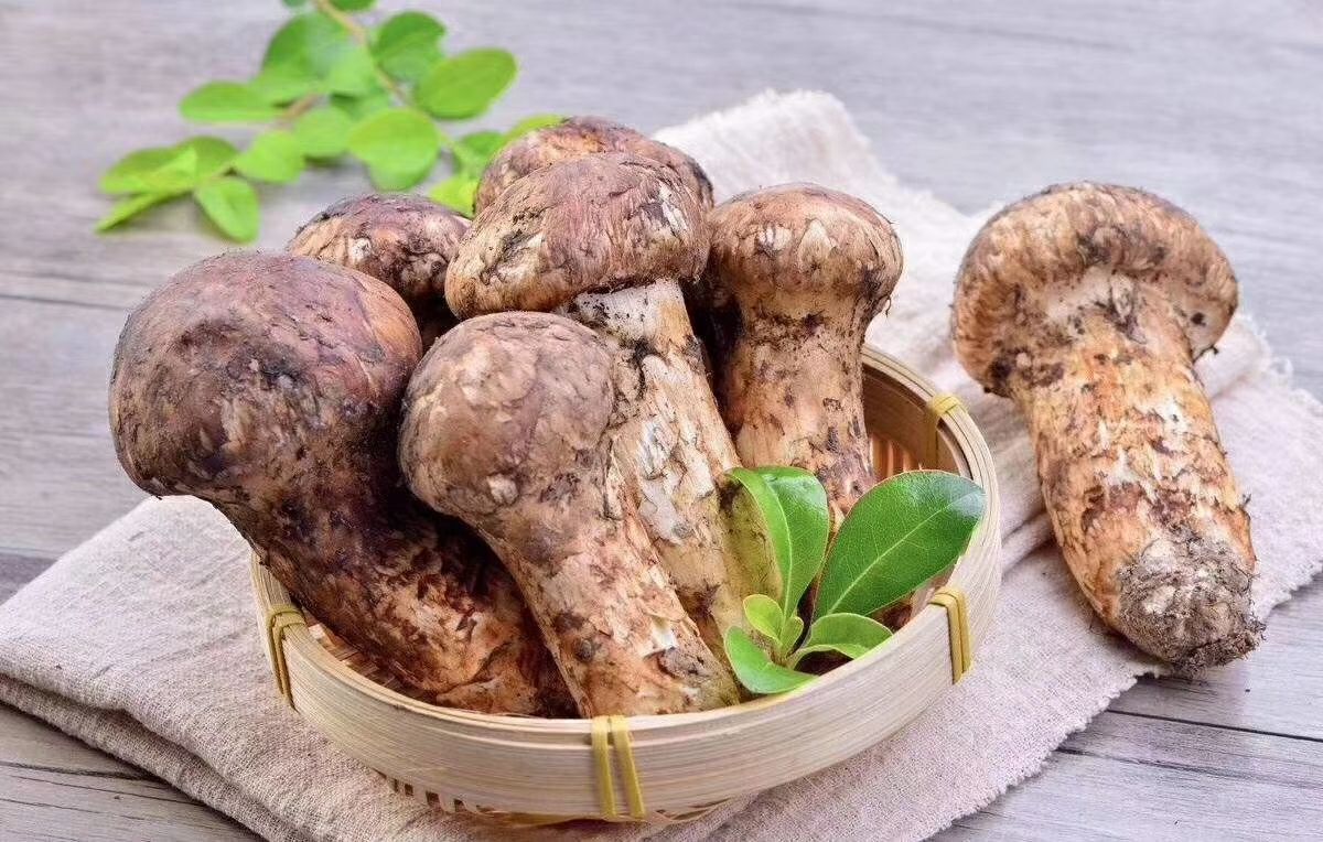 产地直销——松茸、牦牛肉招代理