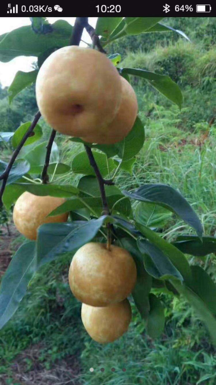 来自大山深处，无污染无公害水晶梨