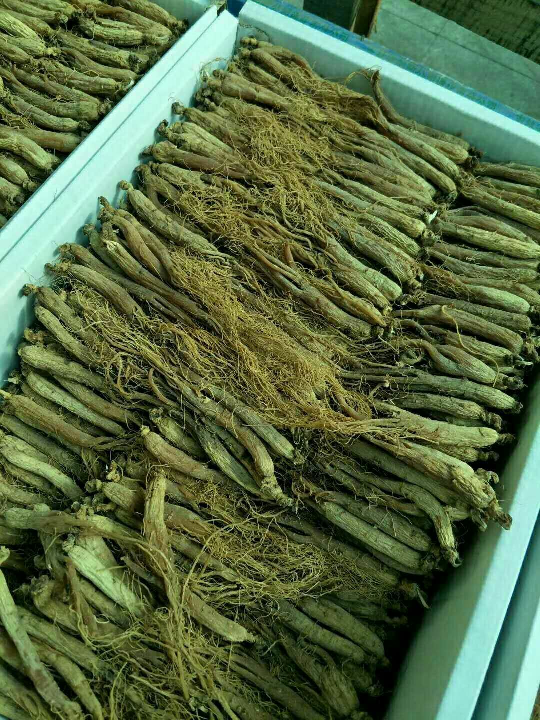 参茸诚招代理 来自长白山脚下