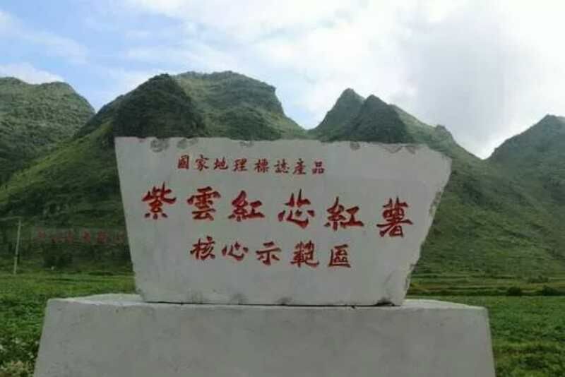 贵州紫云红芯薯