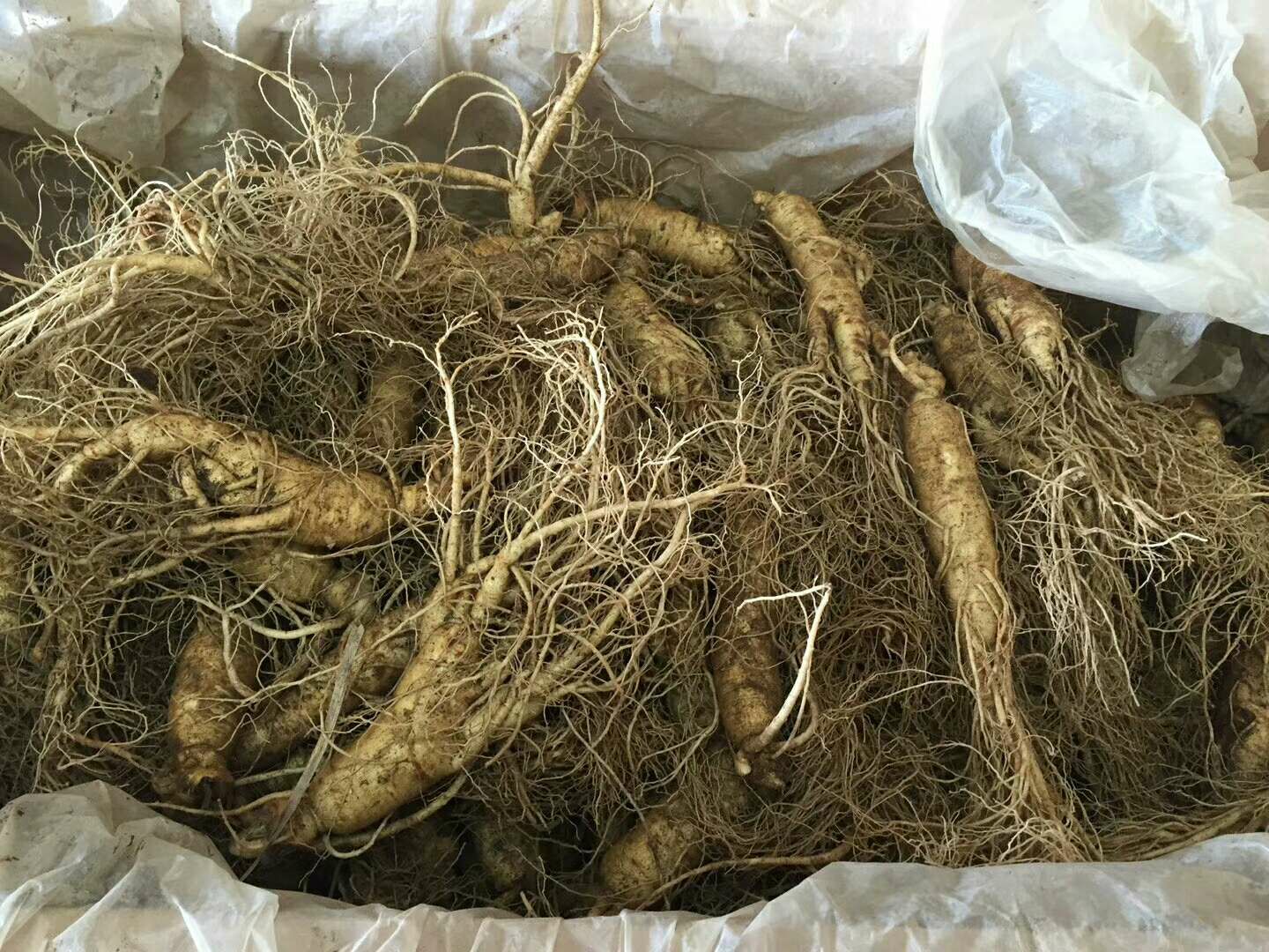 长白山鲜人参招代理  一件代发  无需囤货  利润高