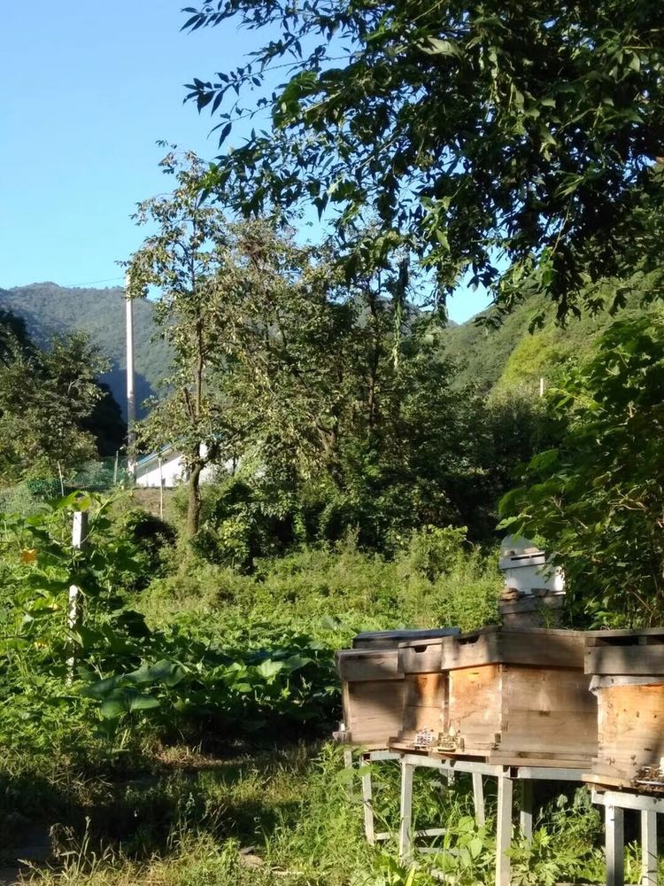 自家蜂场的土蜂蜜味道纯正 口感新鲜