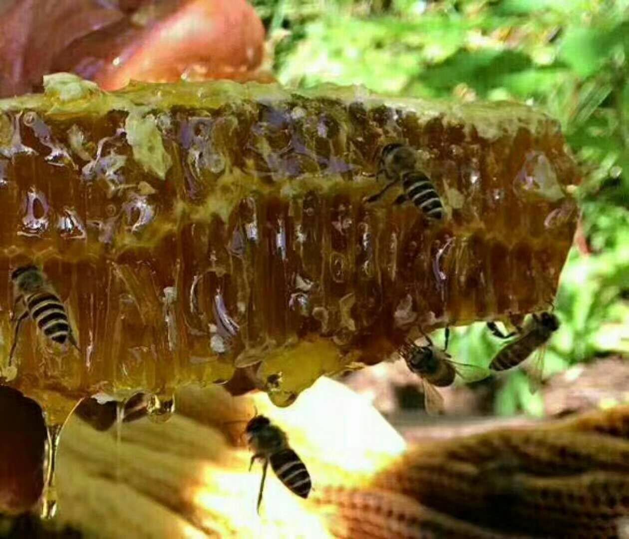 土蜂蜜零售一件代发