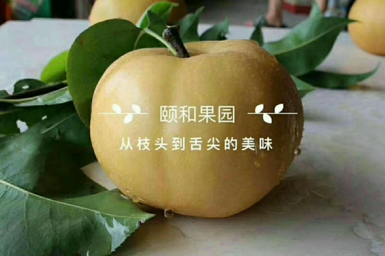 原生态新鲜水果，果园直发，无中间商，长期招代理