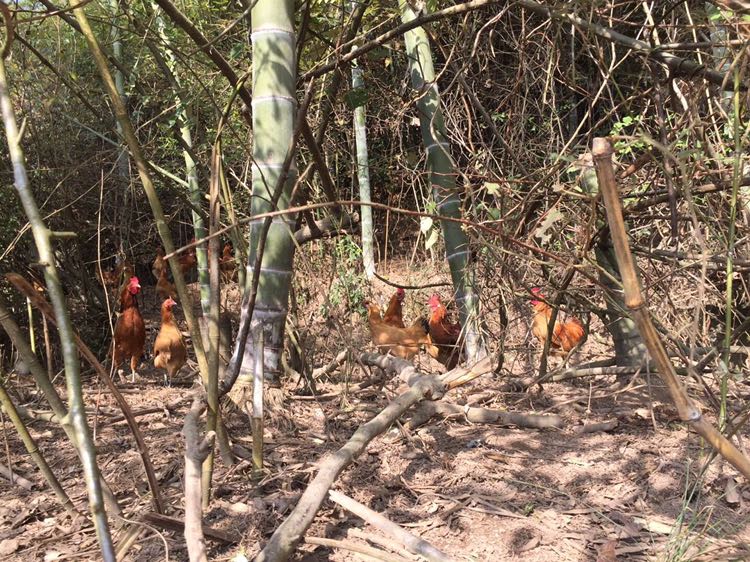 钱林生态走地鸡 纯山间放养 六个月以上开售
