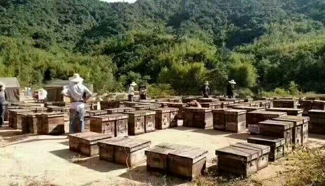 天然蜂蜜 枇杷膏 21年的老蜂场 无水兑现