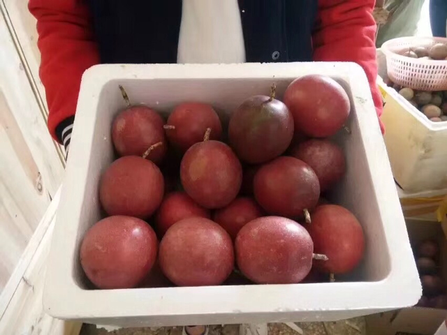 特级精选百香果免费招代理，无需囤货，支持一件代发
