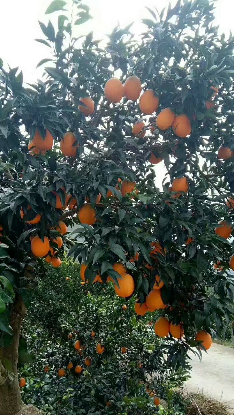 秭归挤橙来了