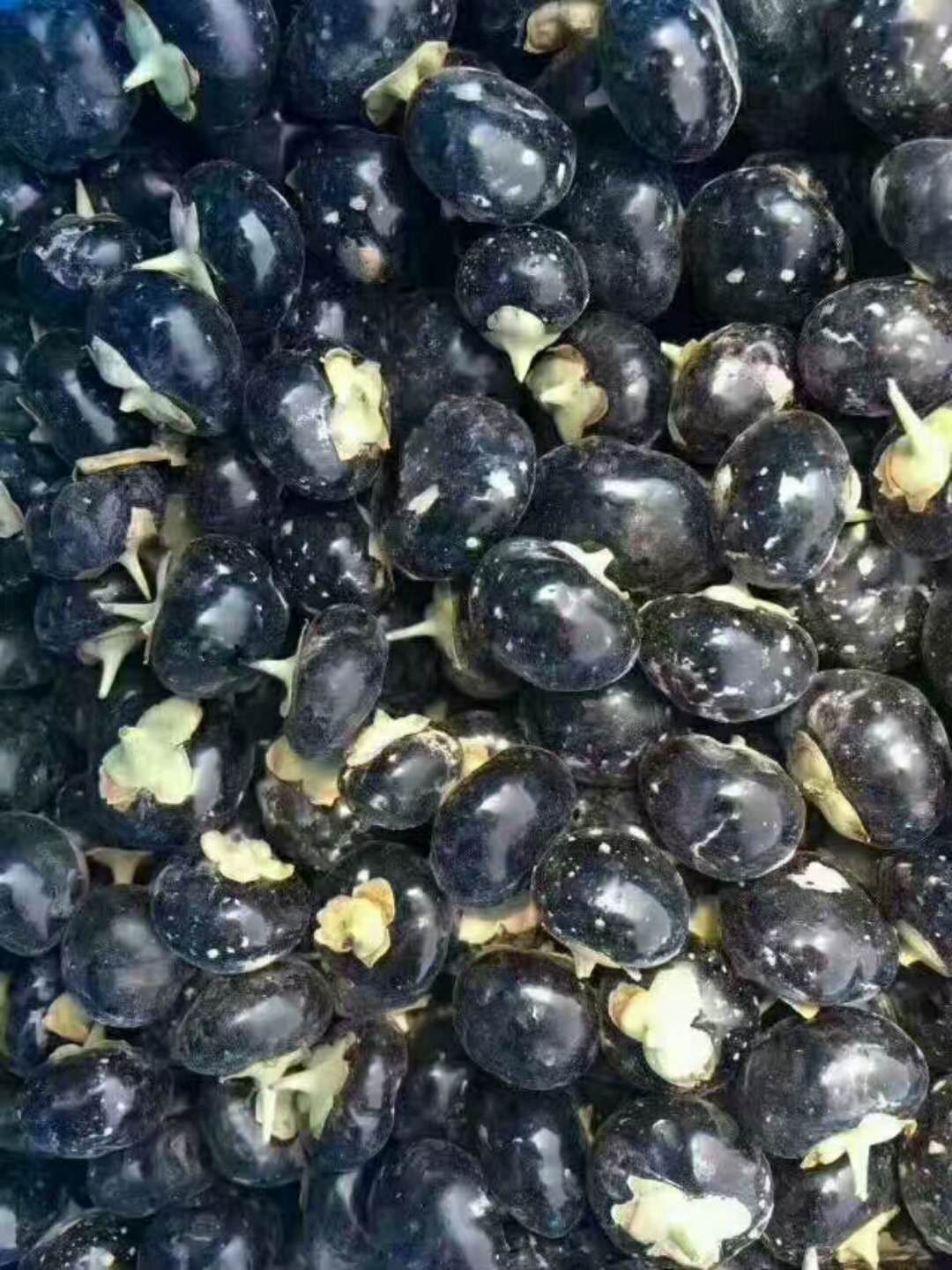 青海诺木洪黑枸杞寻找合作伙伴，自家采摘，质量保证。可一件代发
