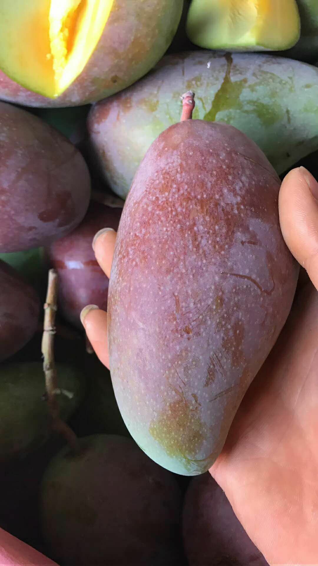 优质芒果全国一件代发