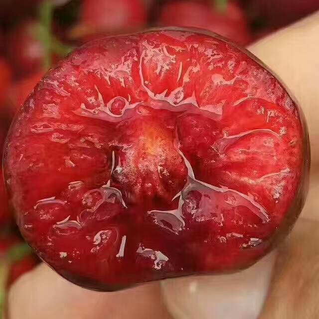 自家樱桃货源 品质都是一级果 自己挑选 自己发货