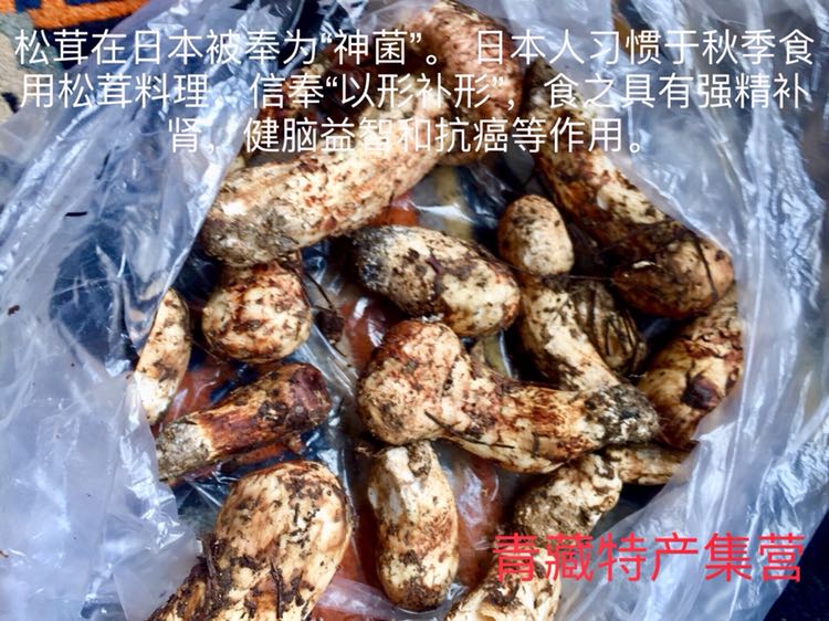 松茸 杂菌 藏家特产集营