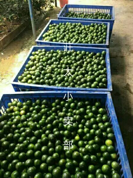 小青柑普洱茶