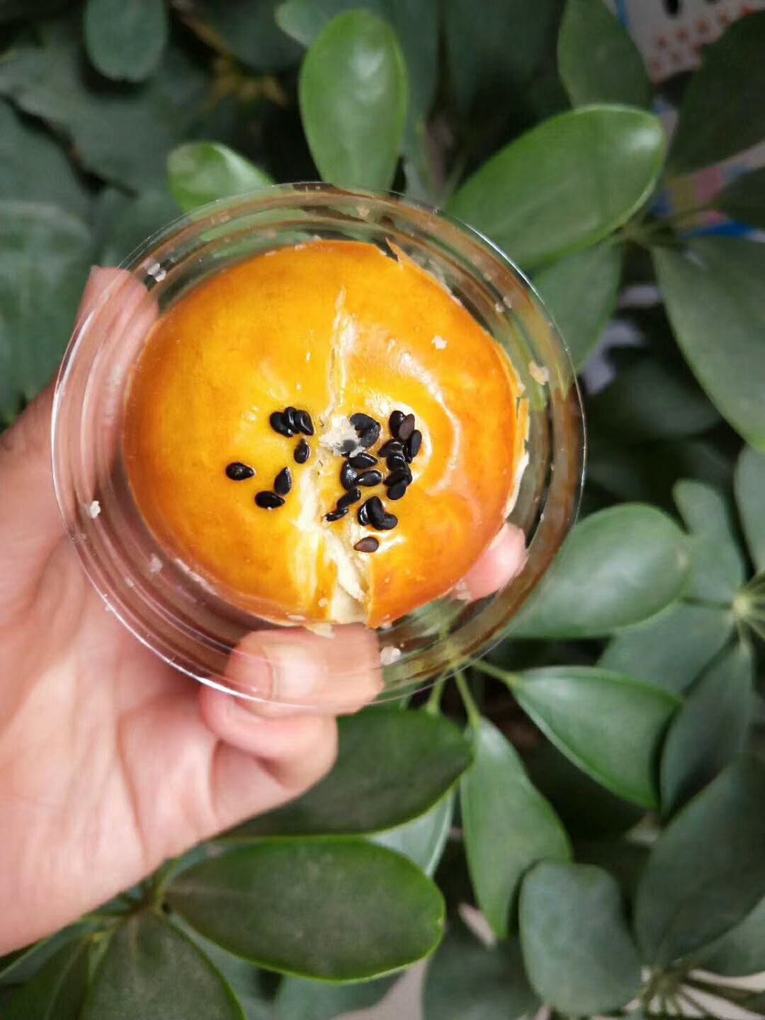 原生态健康水果招代理