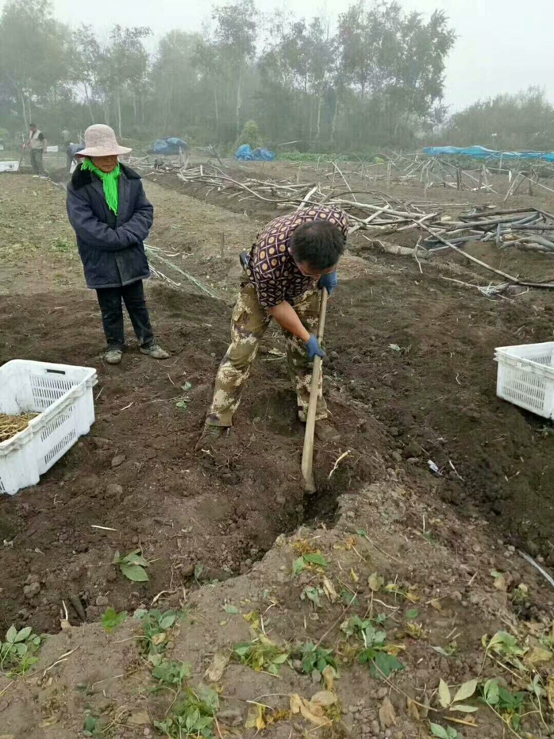 长白山鲜人参招代理  一件代发  无需囤货  利润高