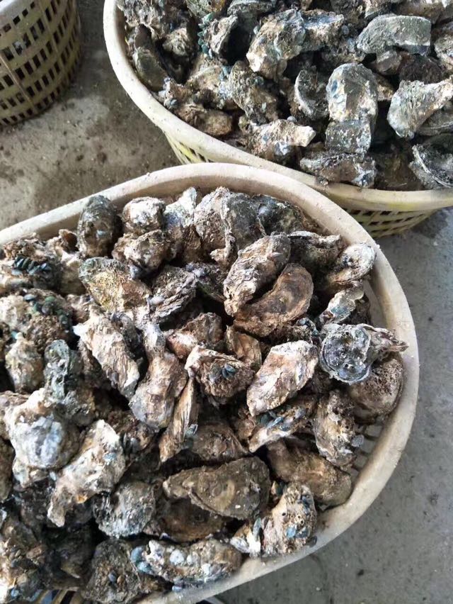 生蚝 牡蛎，养殖场一手货源批发零售