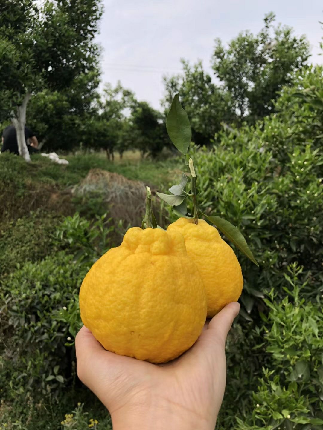 蒲江柠檬不知火