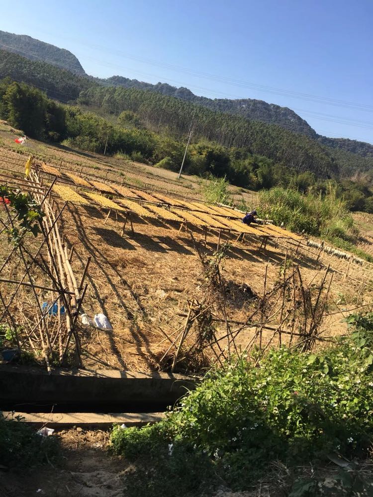 农村自晒番薯干，大量现货，可批发，可零售
