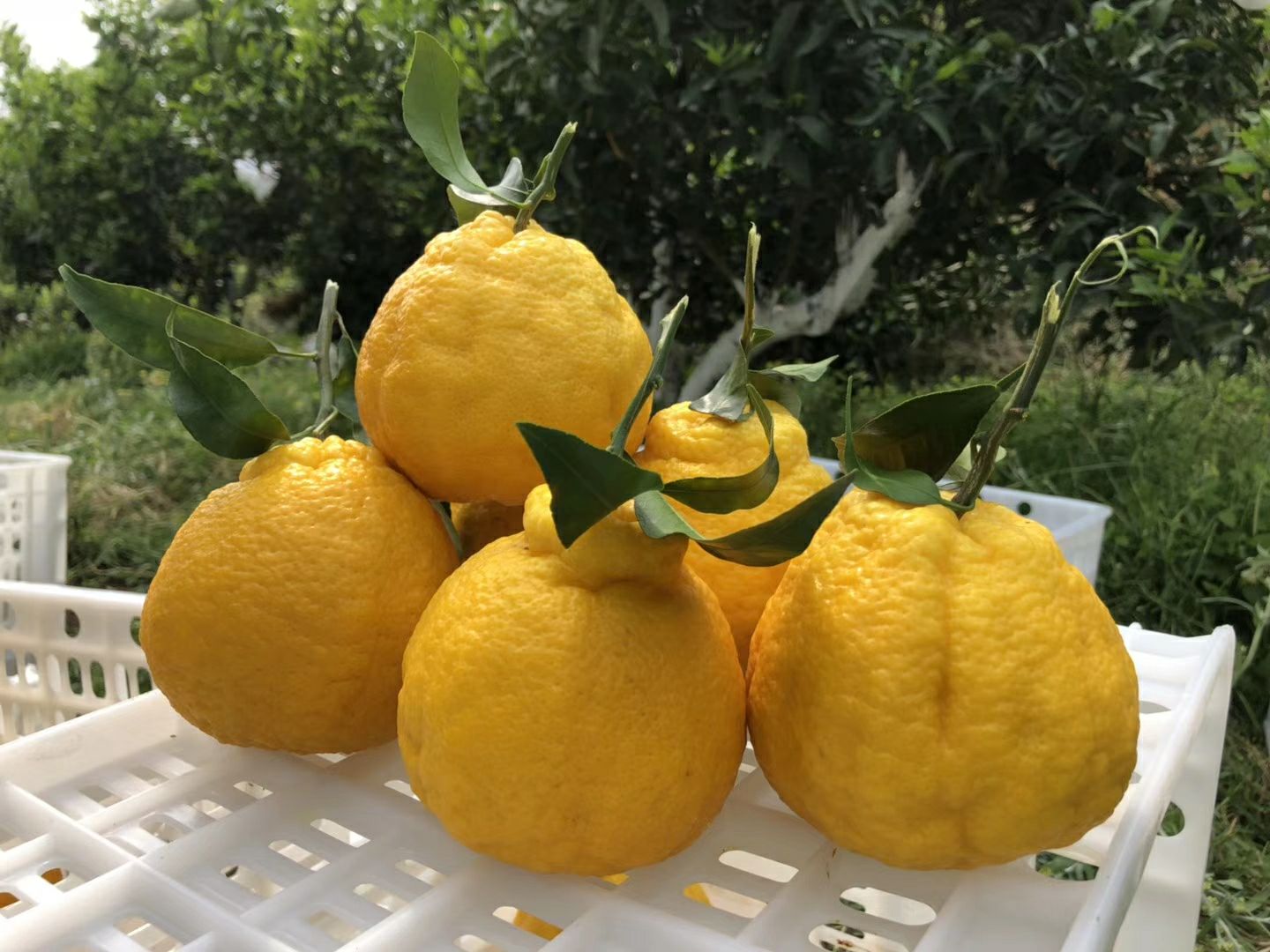 蒲江柠檬不知火